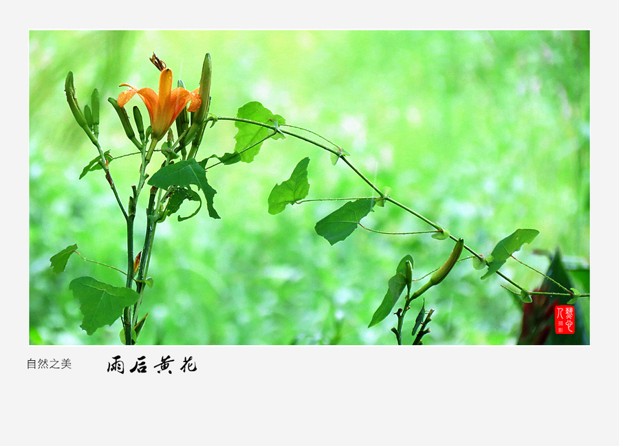 【雨后黄花摄影图片】武汉-后襄河公园生态摄影_太平洋电脑网摄影部落