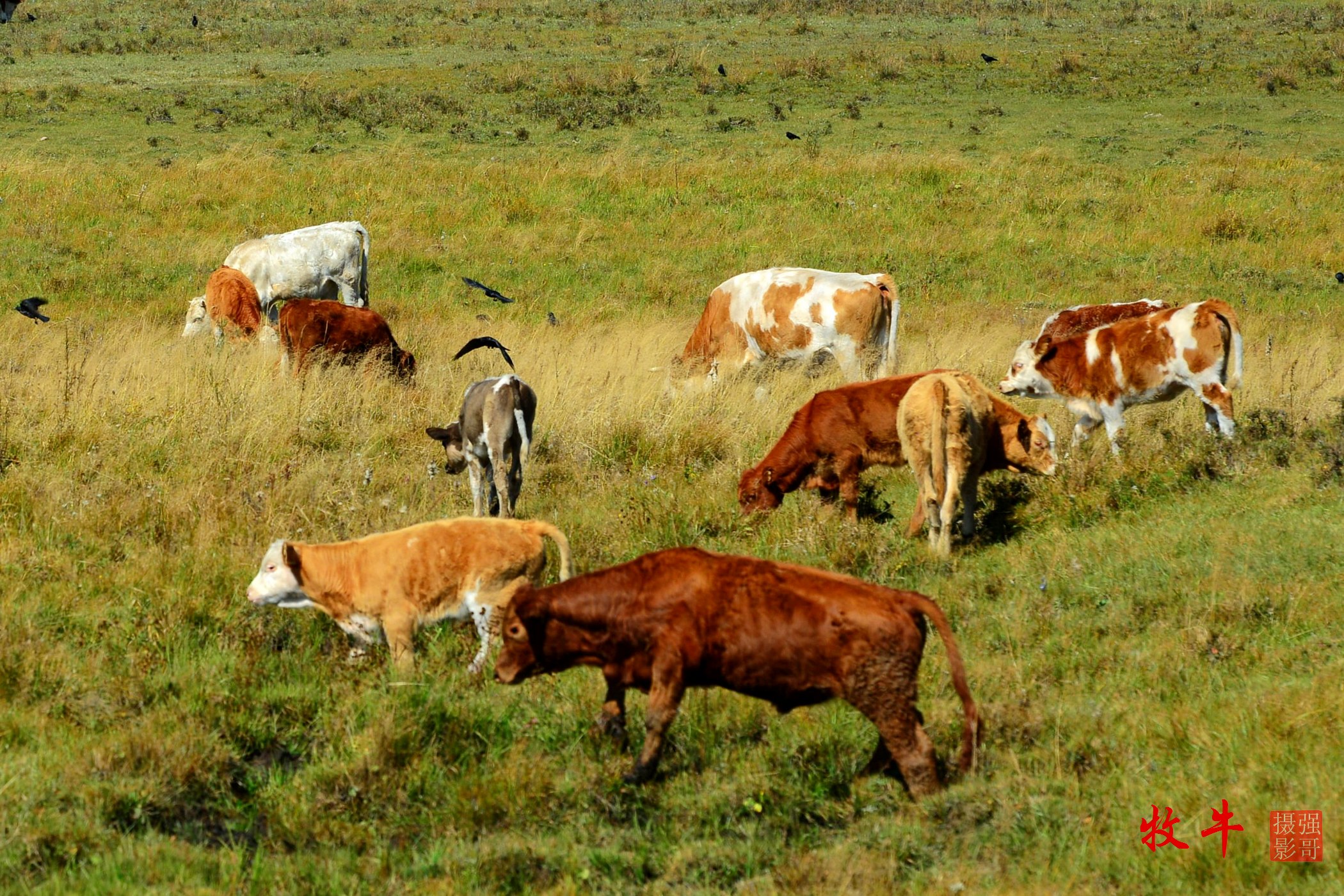 田野牧牛摄影图片图片
