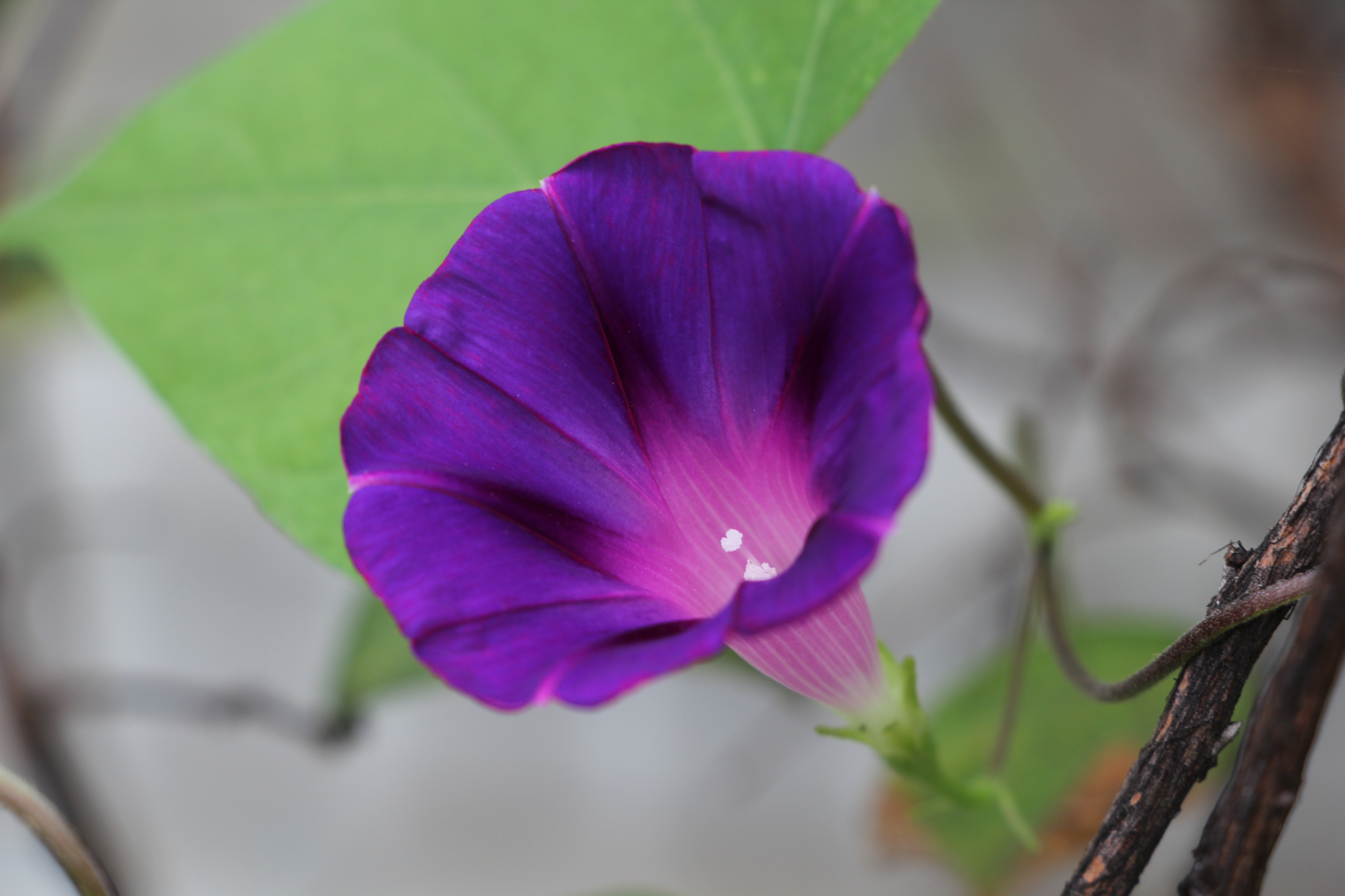 类似喇叭花的紫色花图片