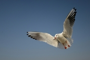 滇池海鸥——飞翔