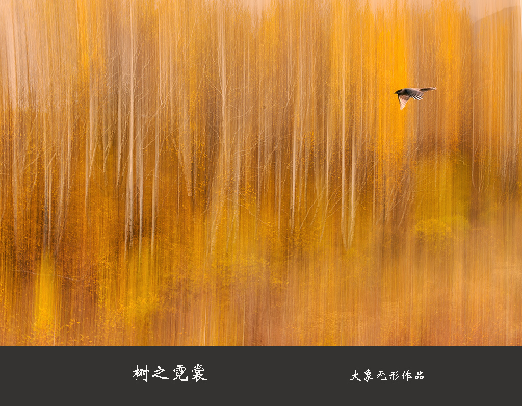 【树林系列之树之霓裳摄影图片】南京风光摄影_太平洋电脑网摄影部落