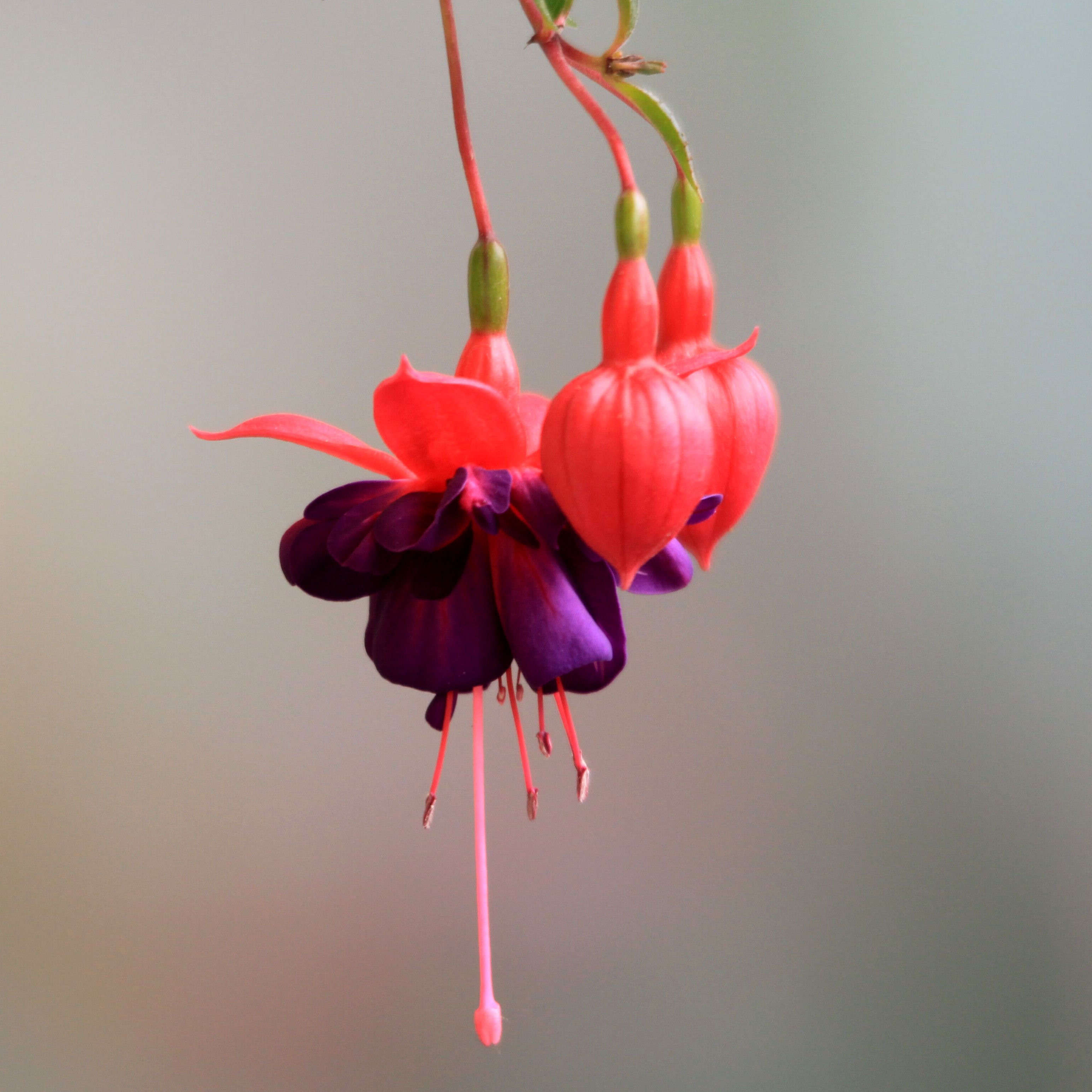 灯笼花的样子描写图片