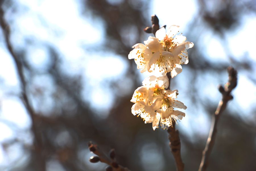 大樱桃开花