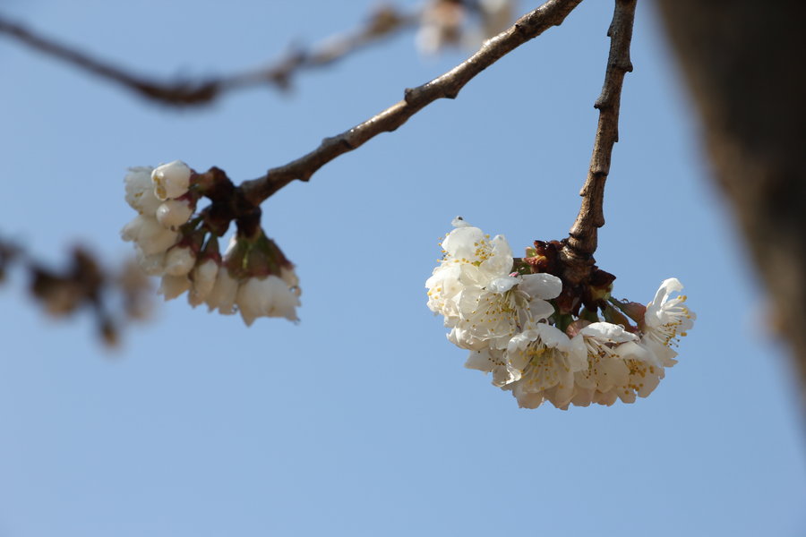 大樱桃开花