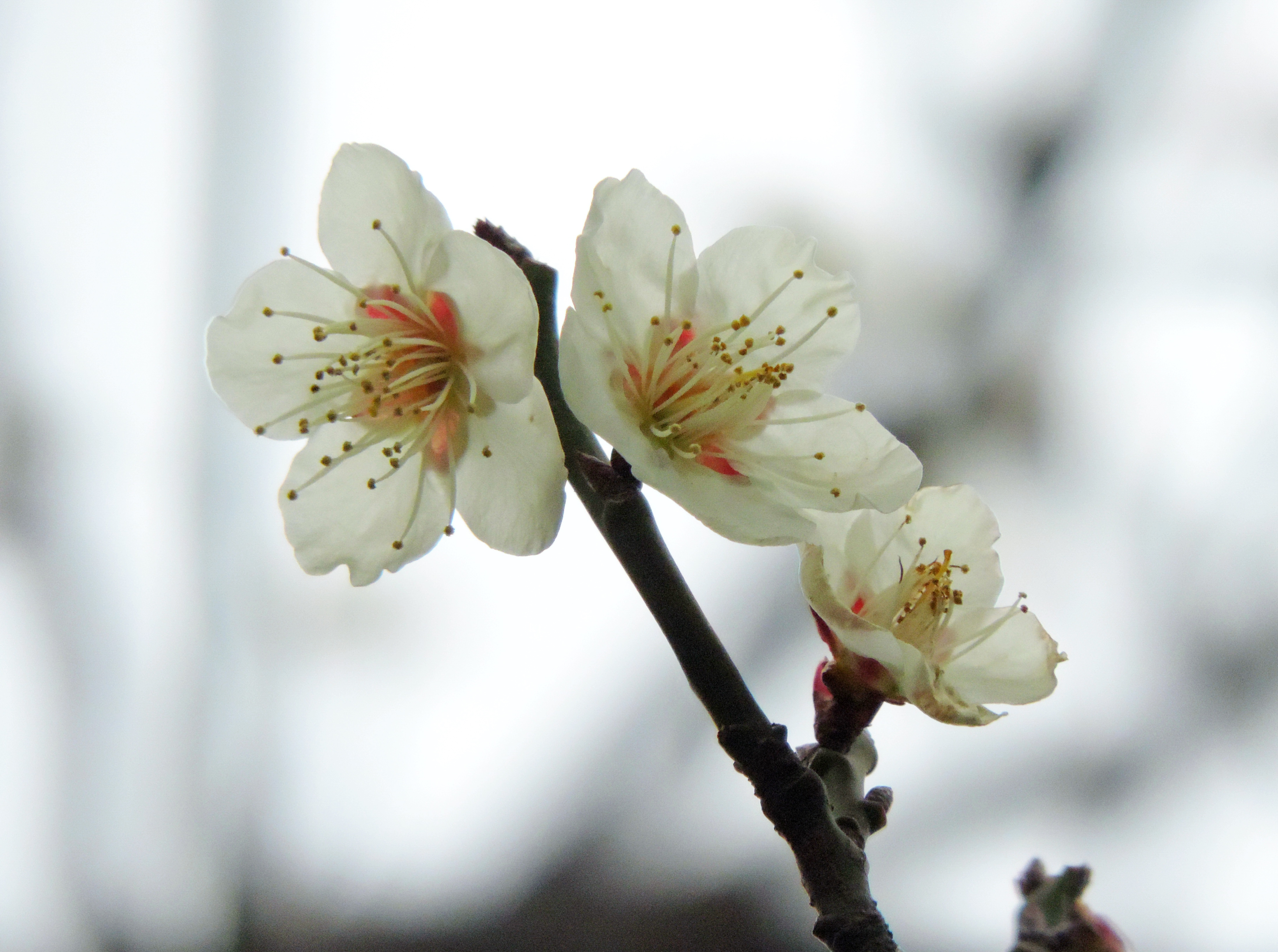 梅花图片大全高清图片(雪中梅花图片大全高清图片)