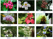 【花卉知识】花形与花名对照表16-19集