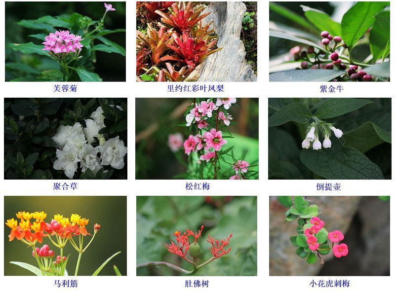 小型花卉图片及名称图片