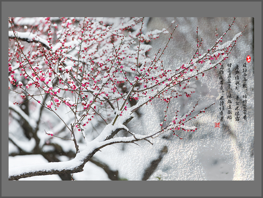 踏雪寻梅