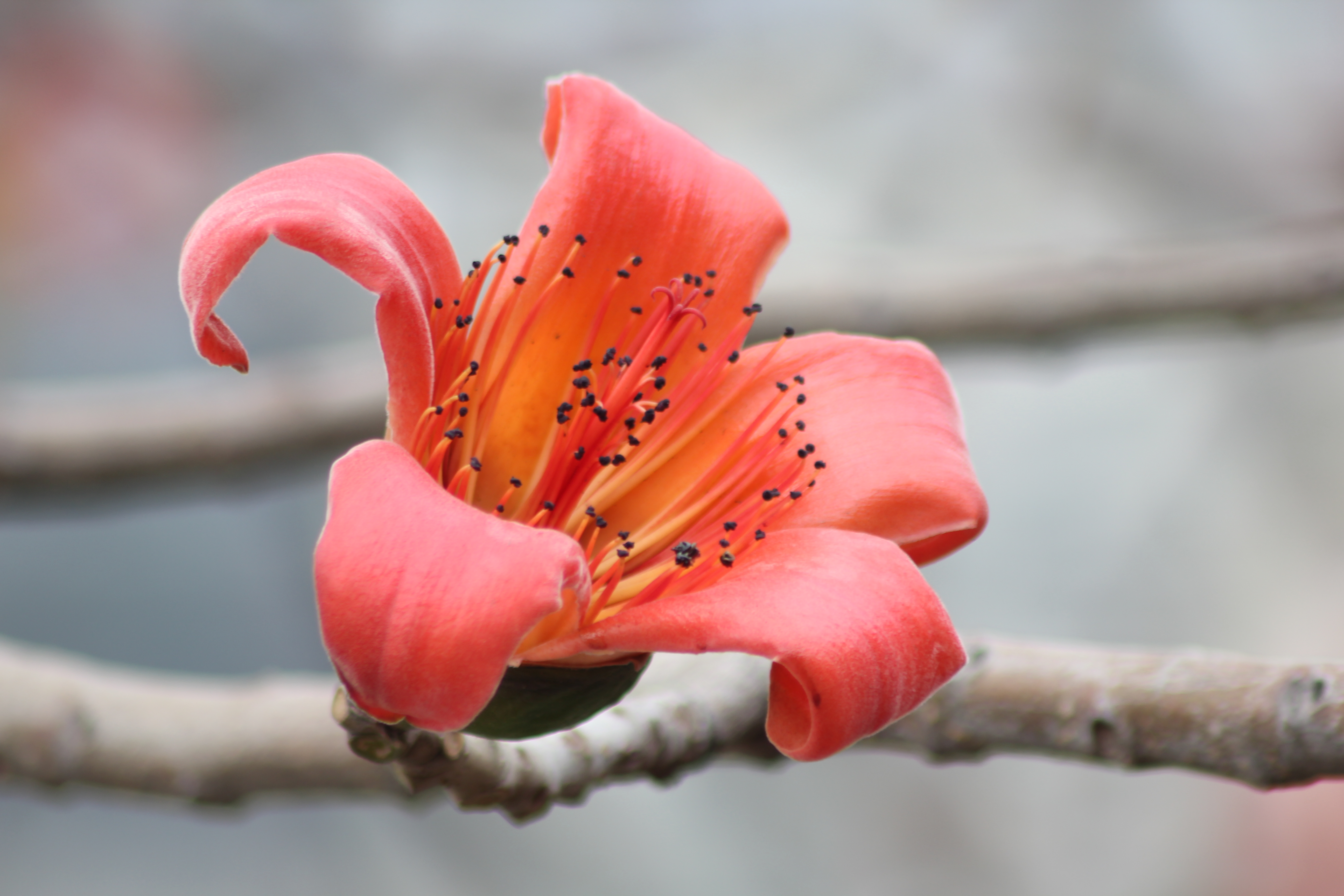 攀枝花花朵花卉图片