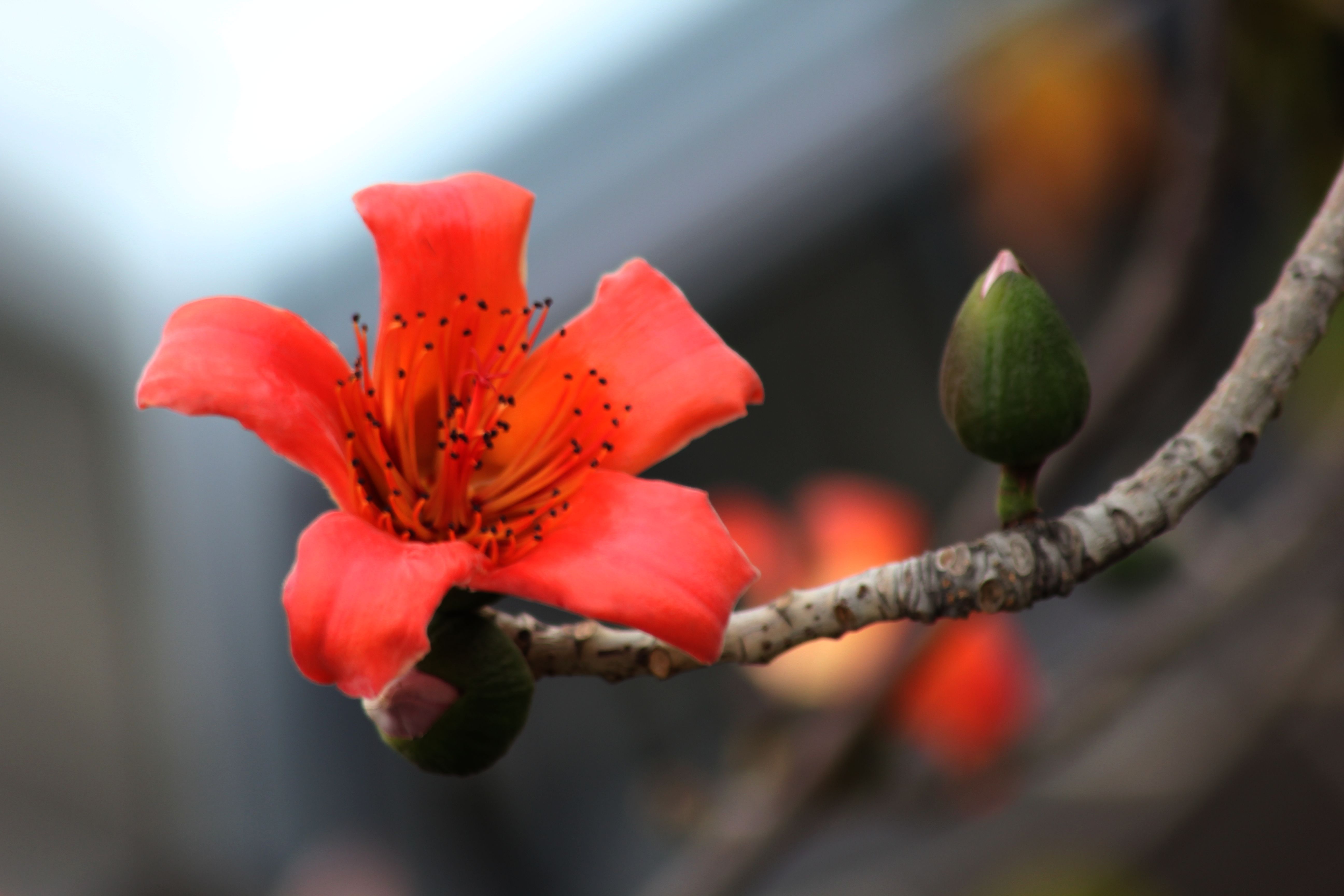 攀枝花是什么花图片