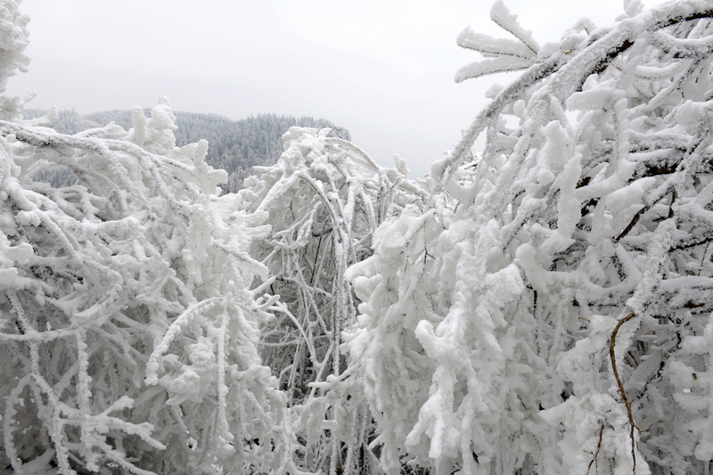 滦平 林海雪原图片