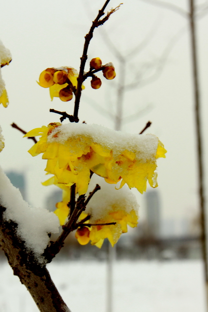 寒梅傲雪图片 微信图片