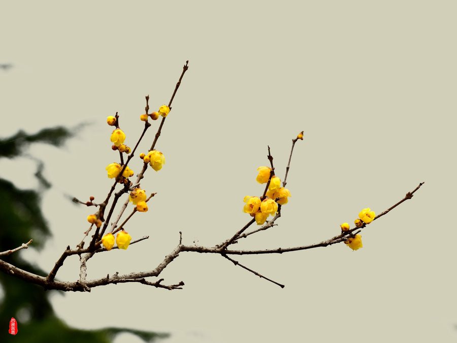 【梅花(2)-臘梅攝影圖片】興慶公園生態攝影_太平洋電腦網攝影部落