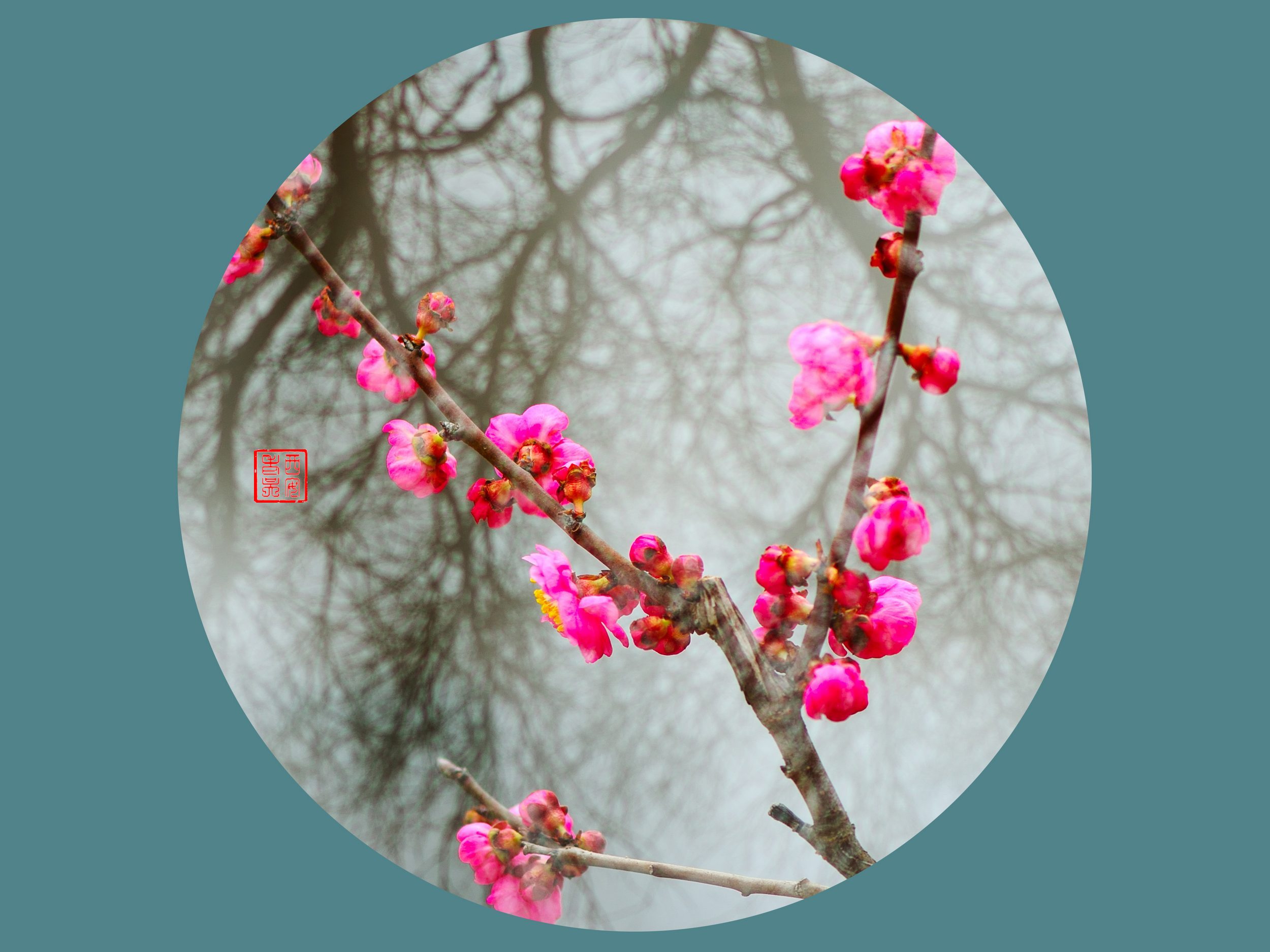 【梅花(3-红梅摄影图片】西安植物园生态摄影_西安老吴_太平洋电脑网