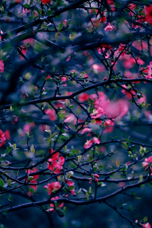 Ļ