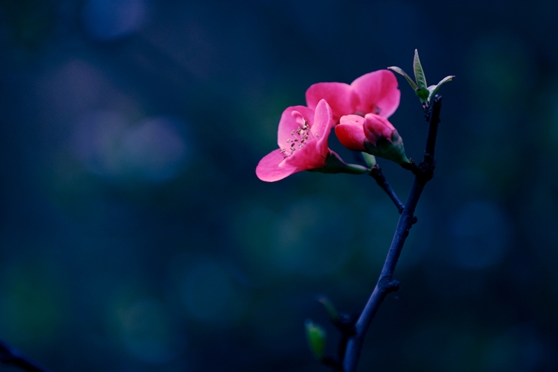 Ļ