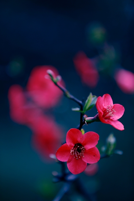 Ļ