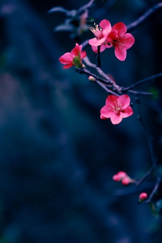 Ļ