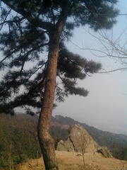 香山之松树