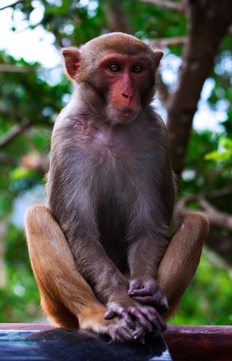 小猴子照片可爱真实图片