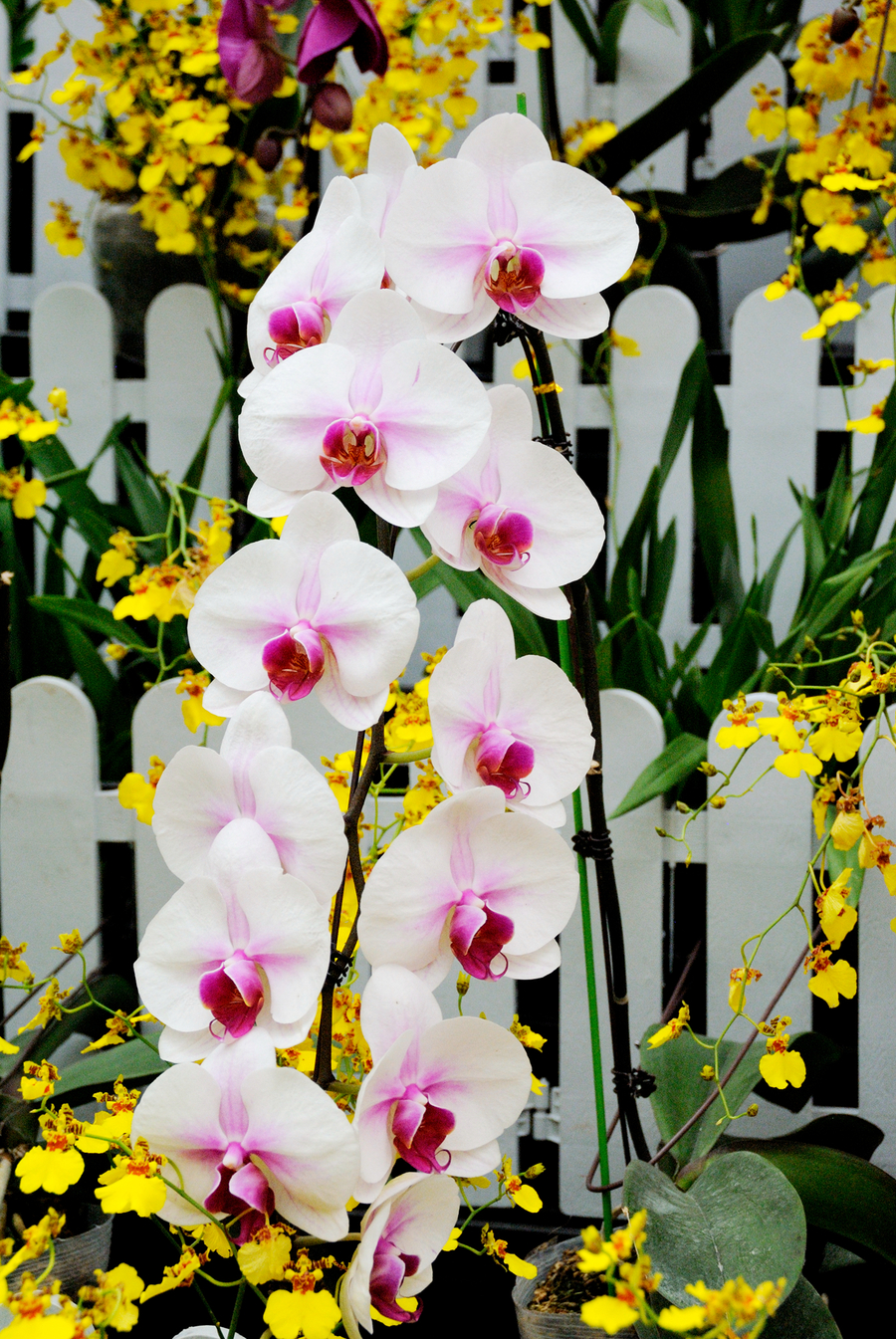 【蝴蝶兰摄影图片】百万葵园生态摄影_太平洋电脑网摄影部落