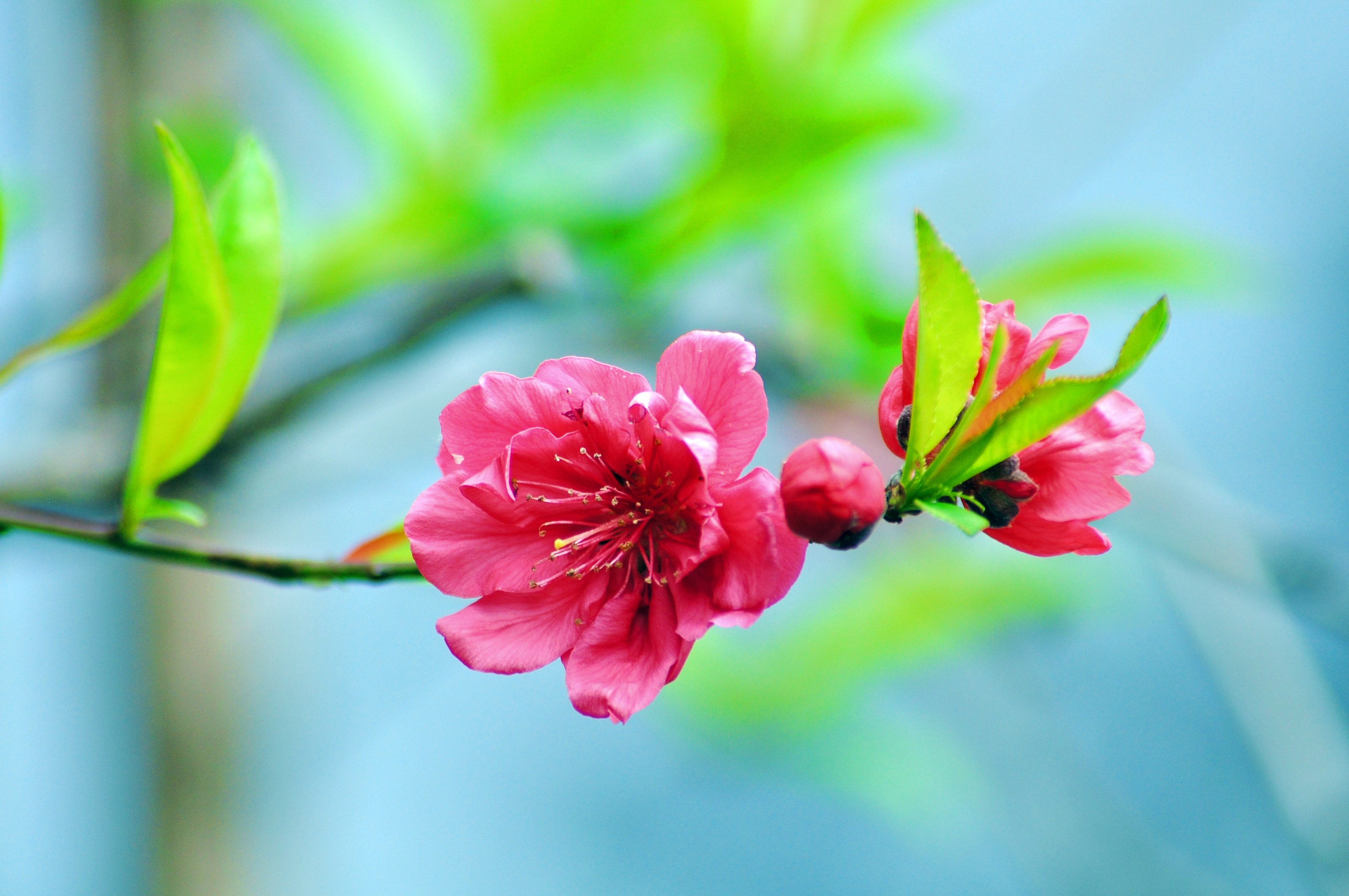 三月桃花满树红图片