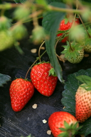 草莓熟了！