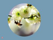 梅花（7）-绿萼梅