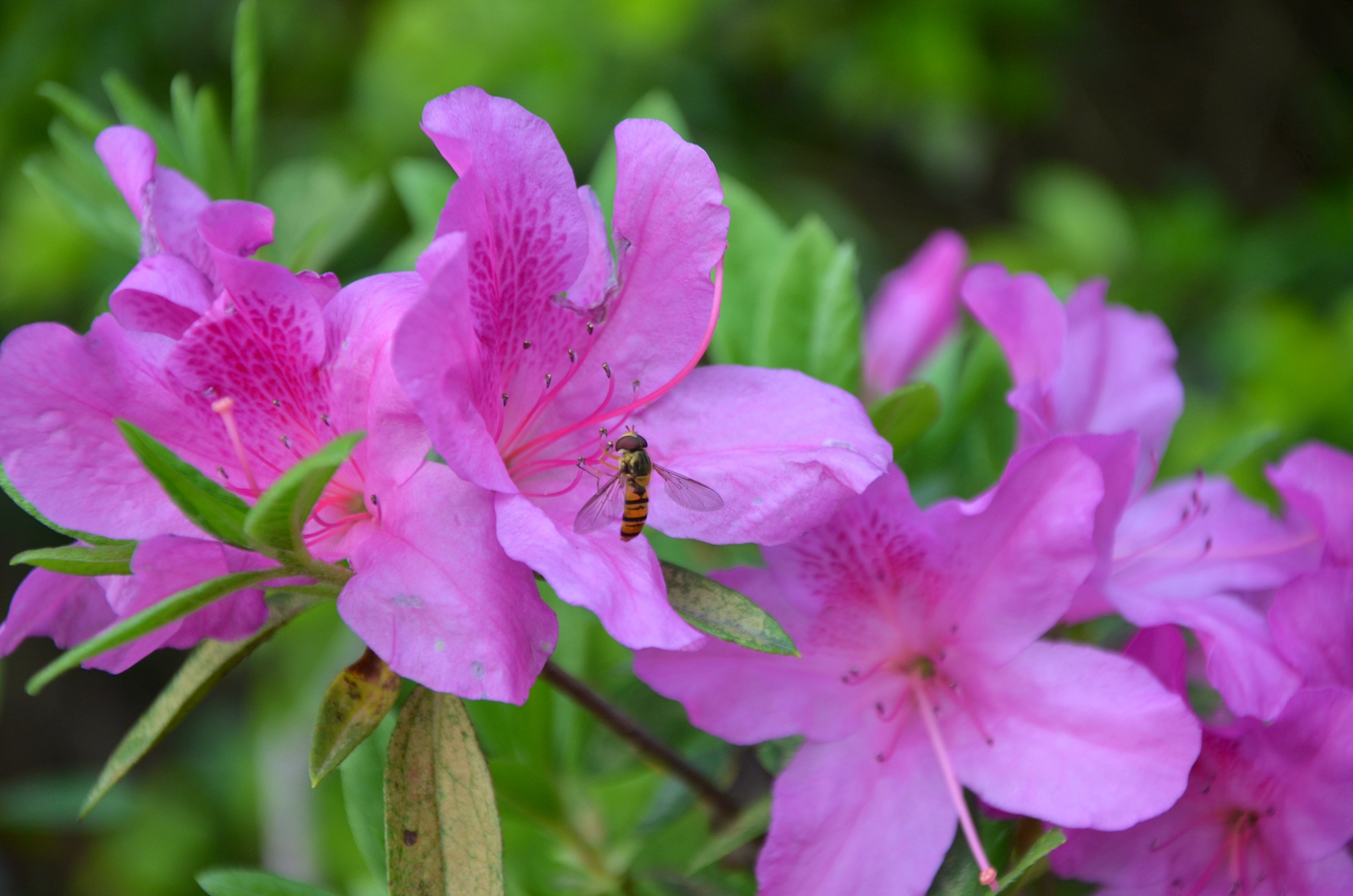 杜鵑花兒開