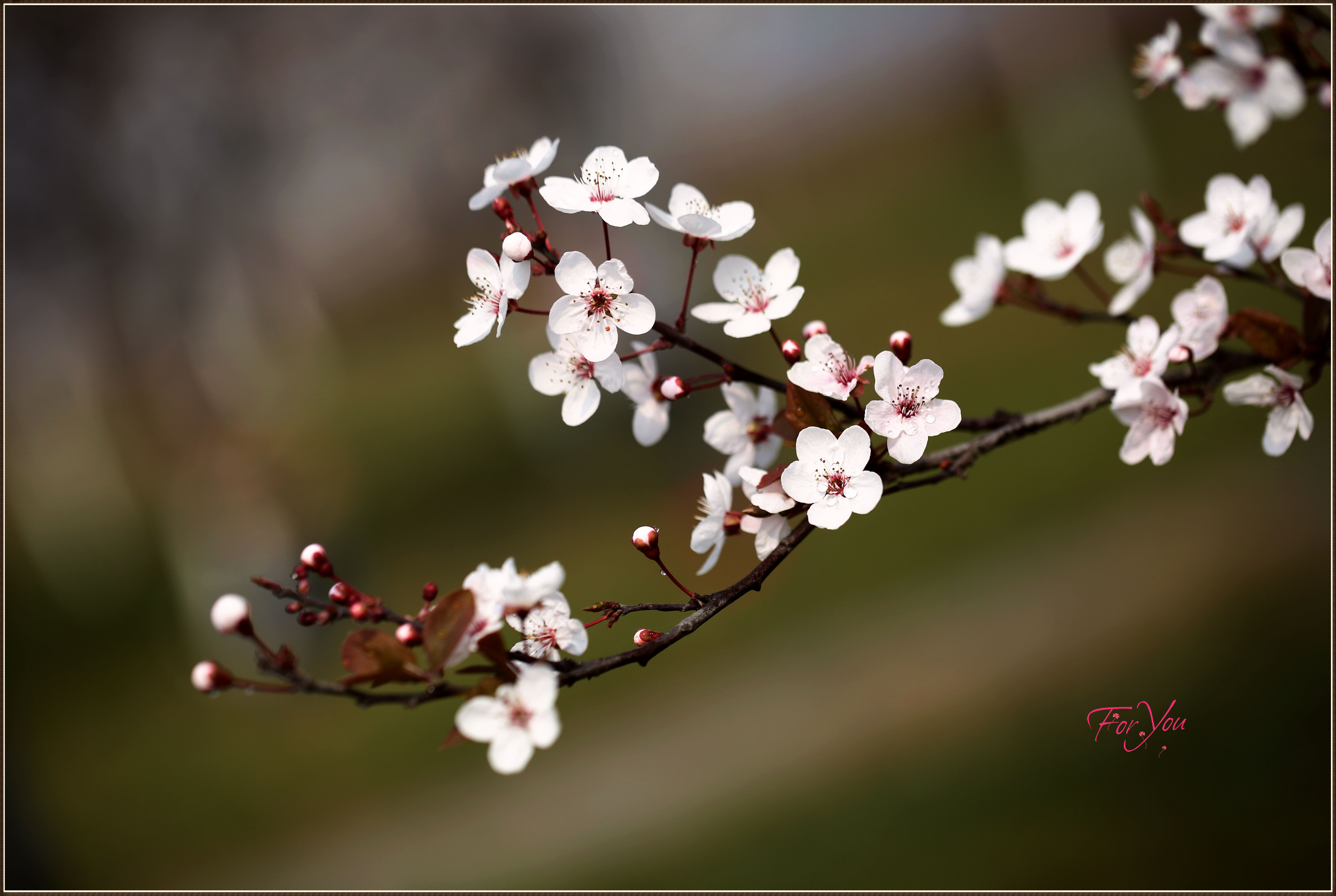 百花迎春:紅葉李