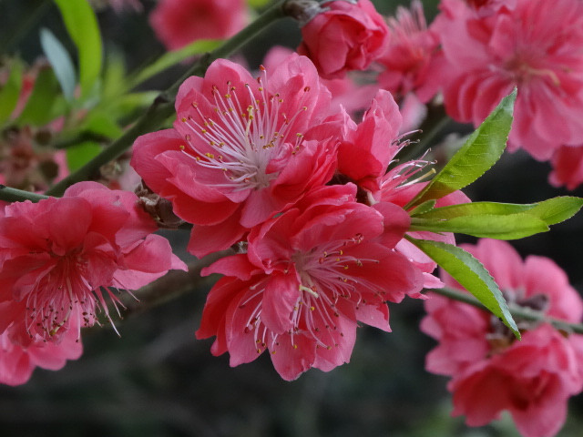 桃花真实图片欣赏图片