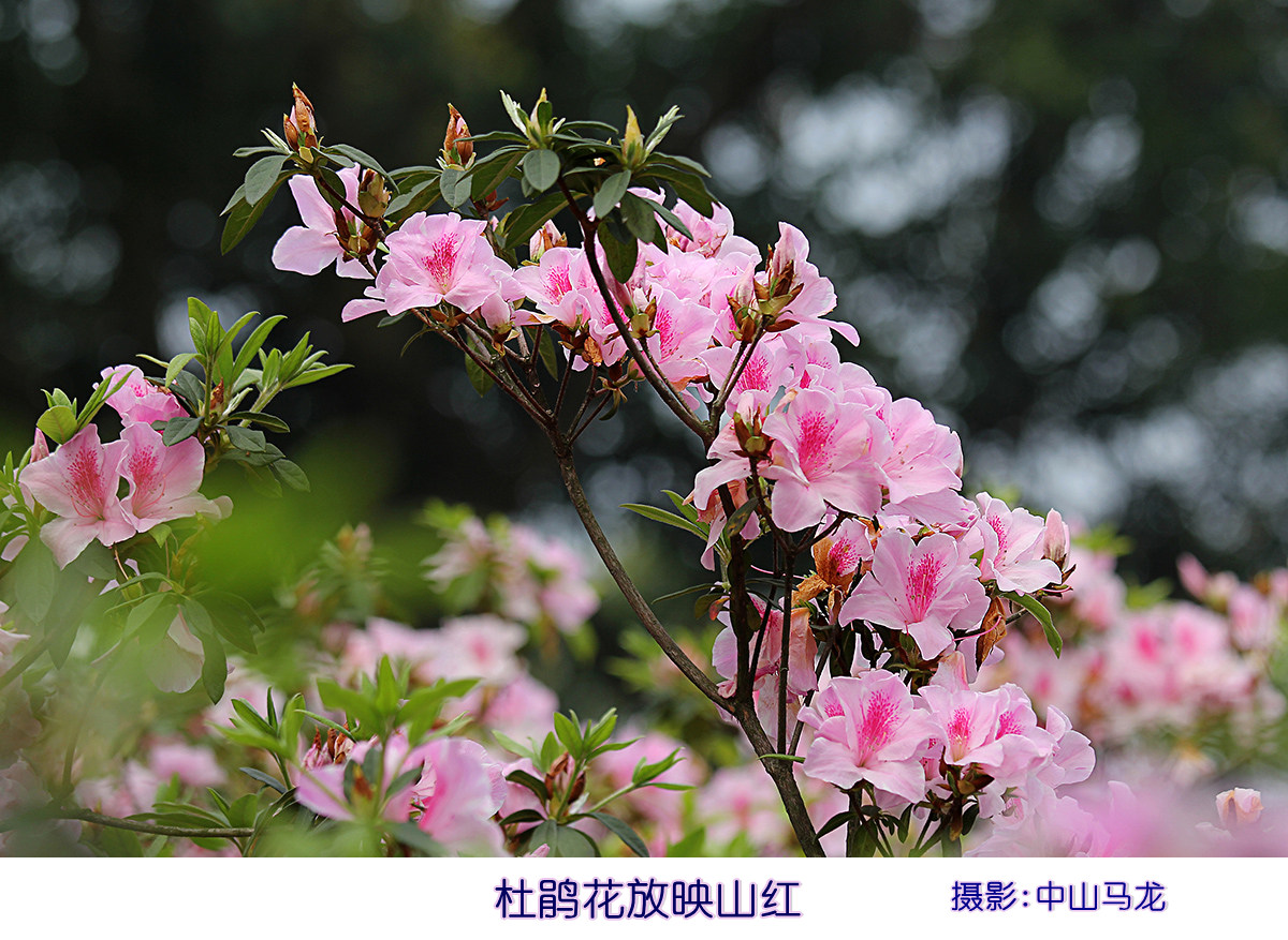 杜鵑花放映山紅