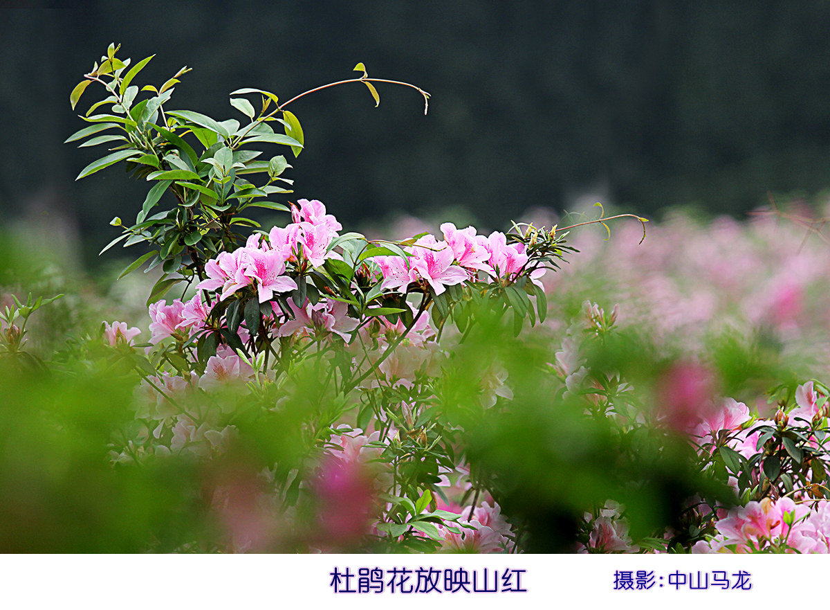 杜鵑花放映山紅