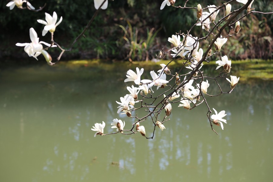 YULANHUA