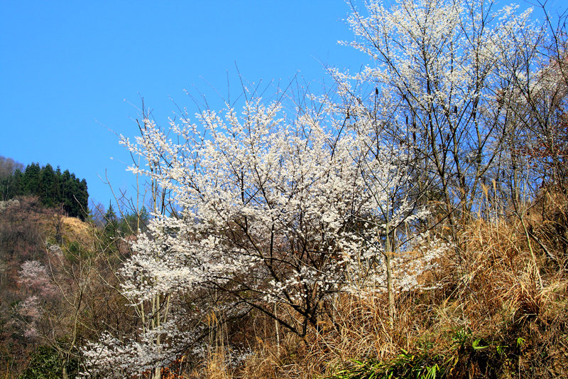 磐安东川野樱花图片