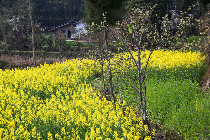 春天田野里的景色图片