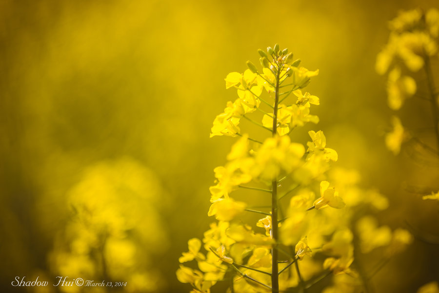 Rape flowers Ͳ˻