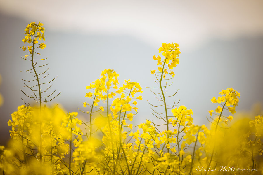 Rape flowers Ͳ˻