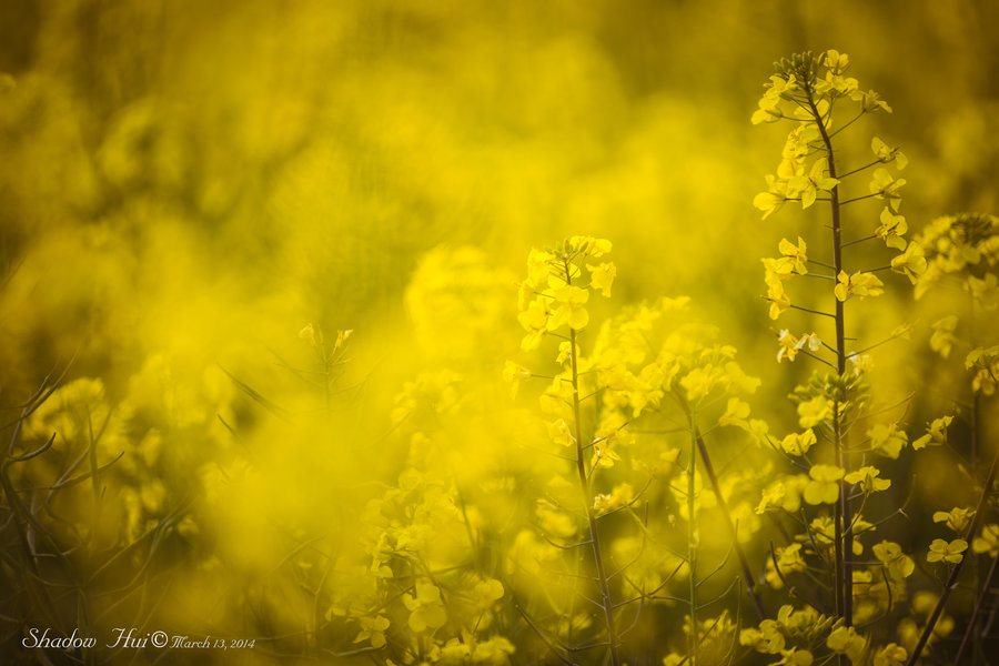 Rape flowers Ͳ˻