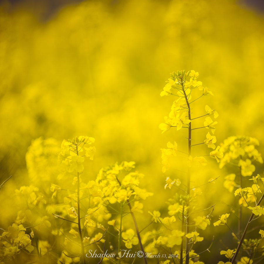 Rape flowers Ͳ˻