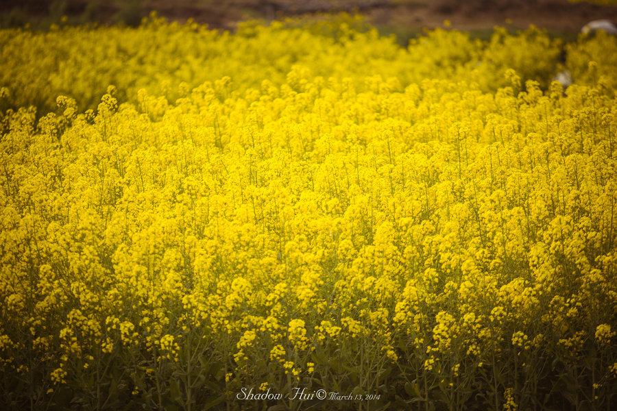 Rape flowers Ͳ˻