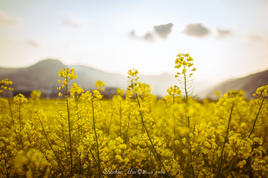 Rape flowers Ͳ˻