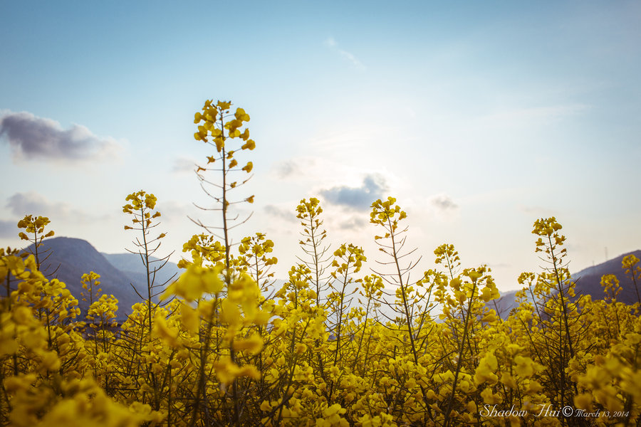 Rape flowers Ͳ˻