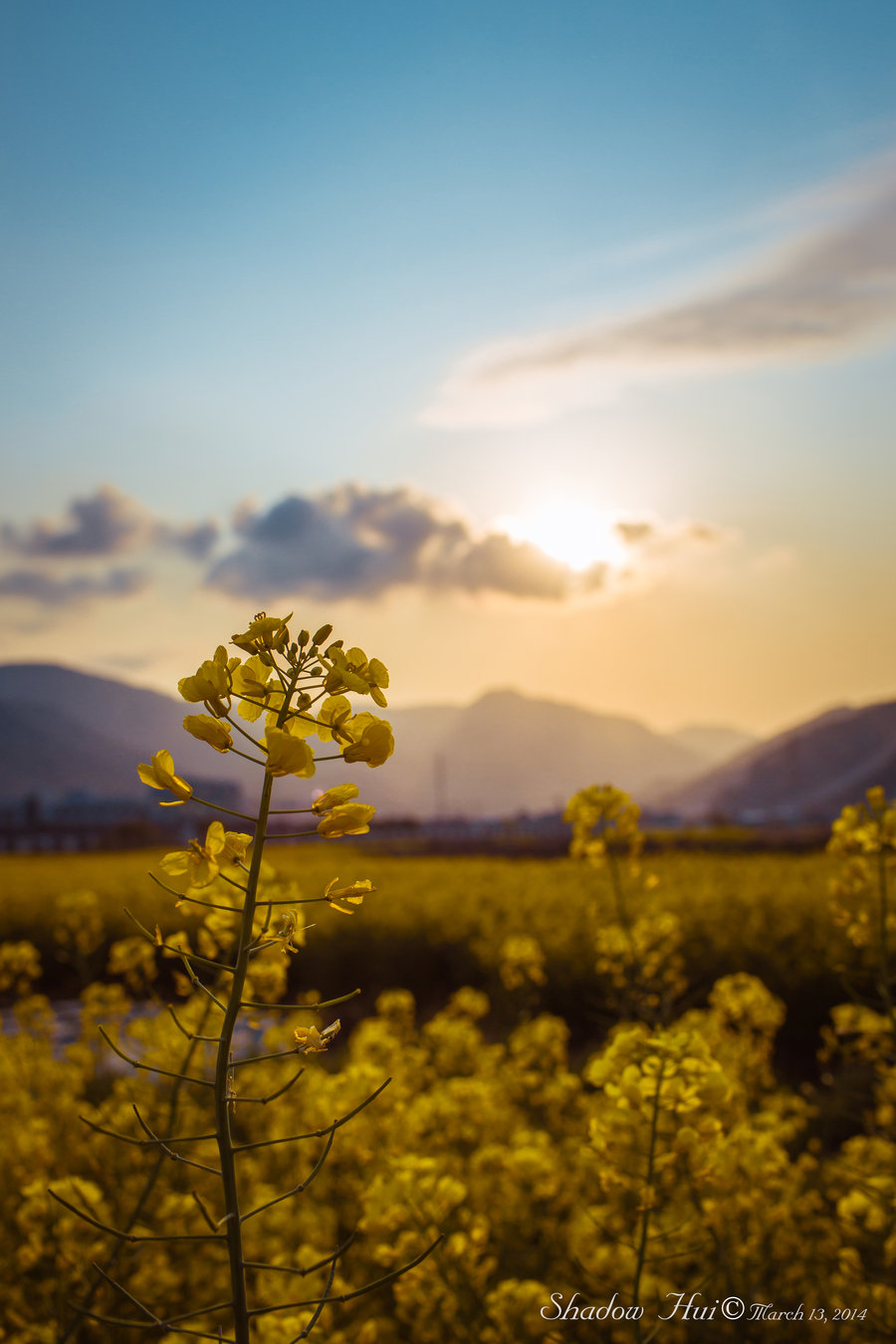 Rape flowers Ͳ˻