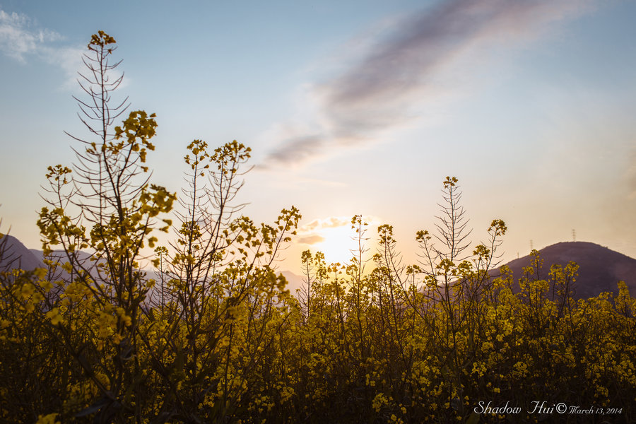 Rape flowers Ͳ˻