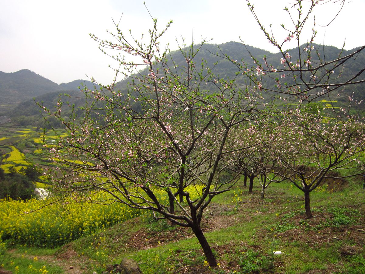 沼山桃花旅游节