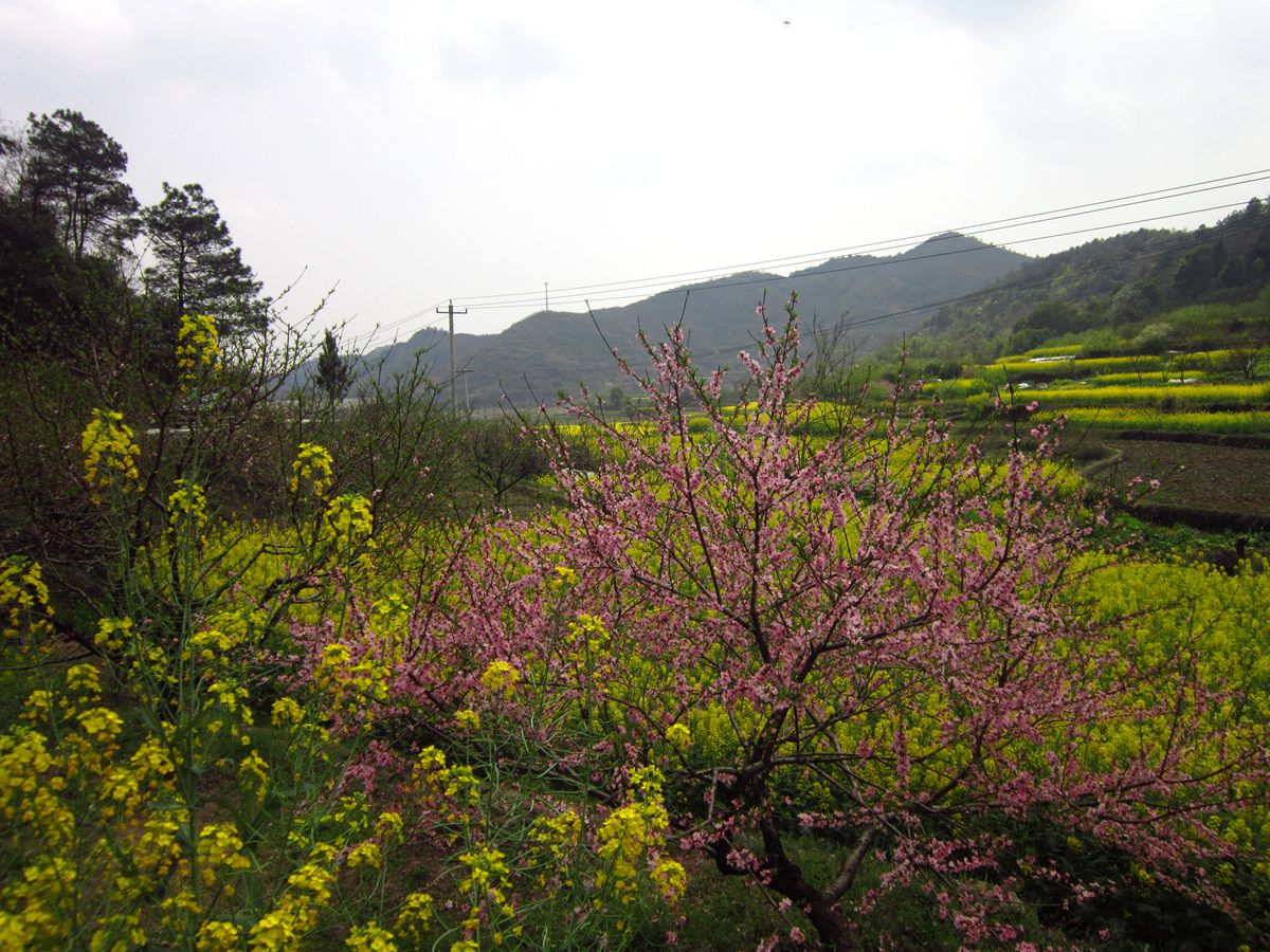 沼山桃花旅游节