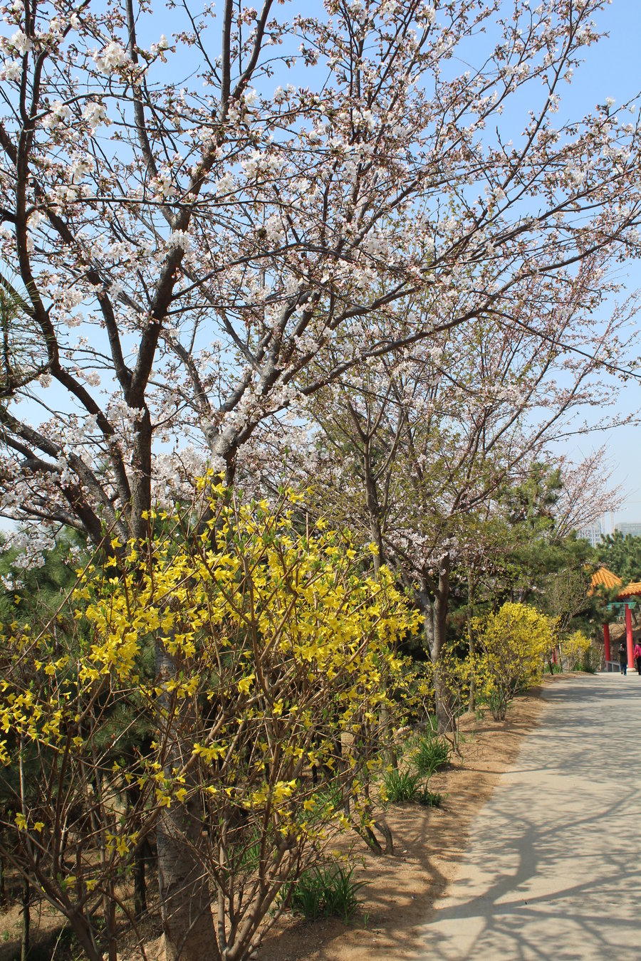 青岛枯桃花艺生态园图片