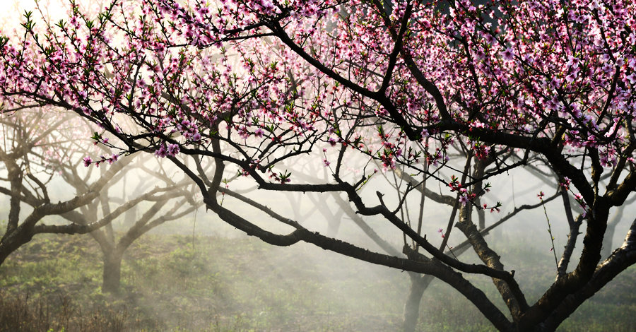 花非花雾非雾风景图片图片