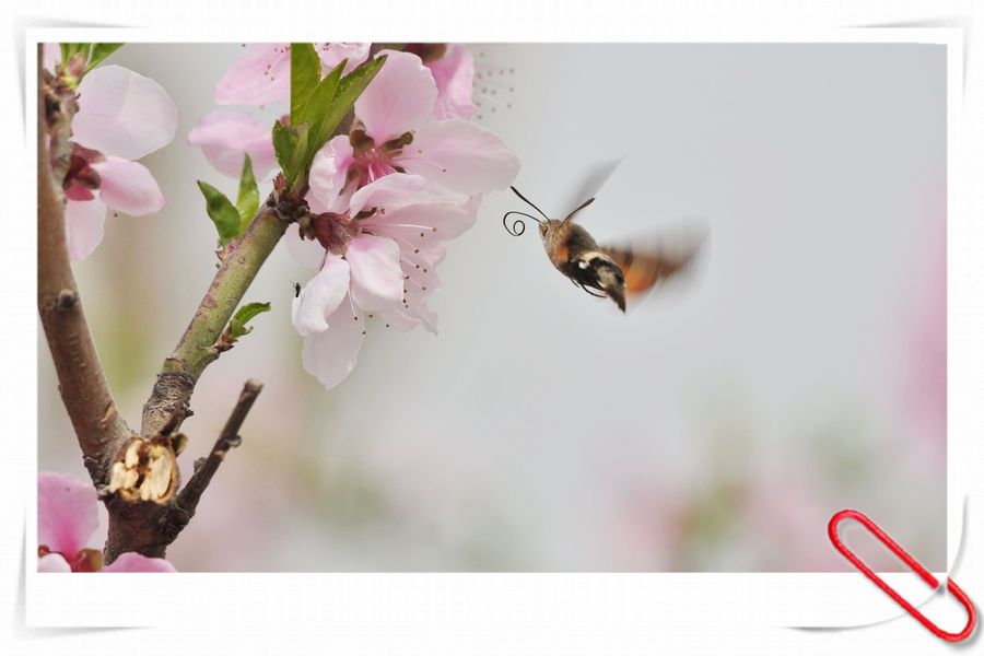 谁敢春天惹桃花---蜂蝶